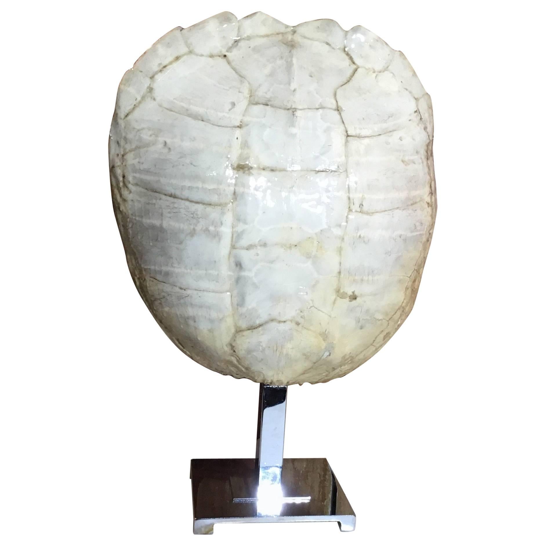 Antique Authentic Turtle Shell