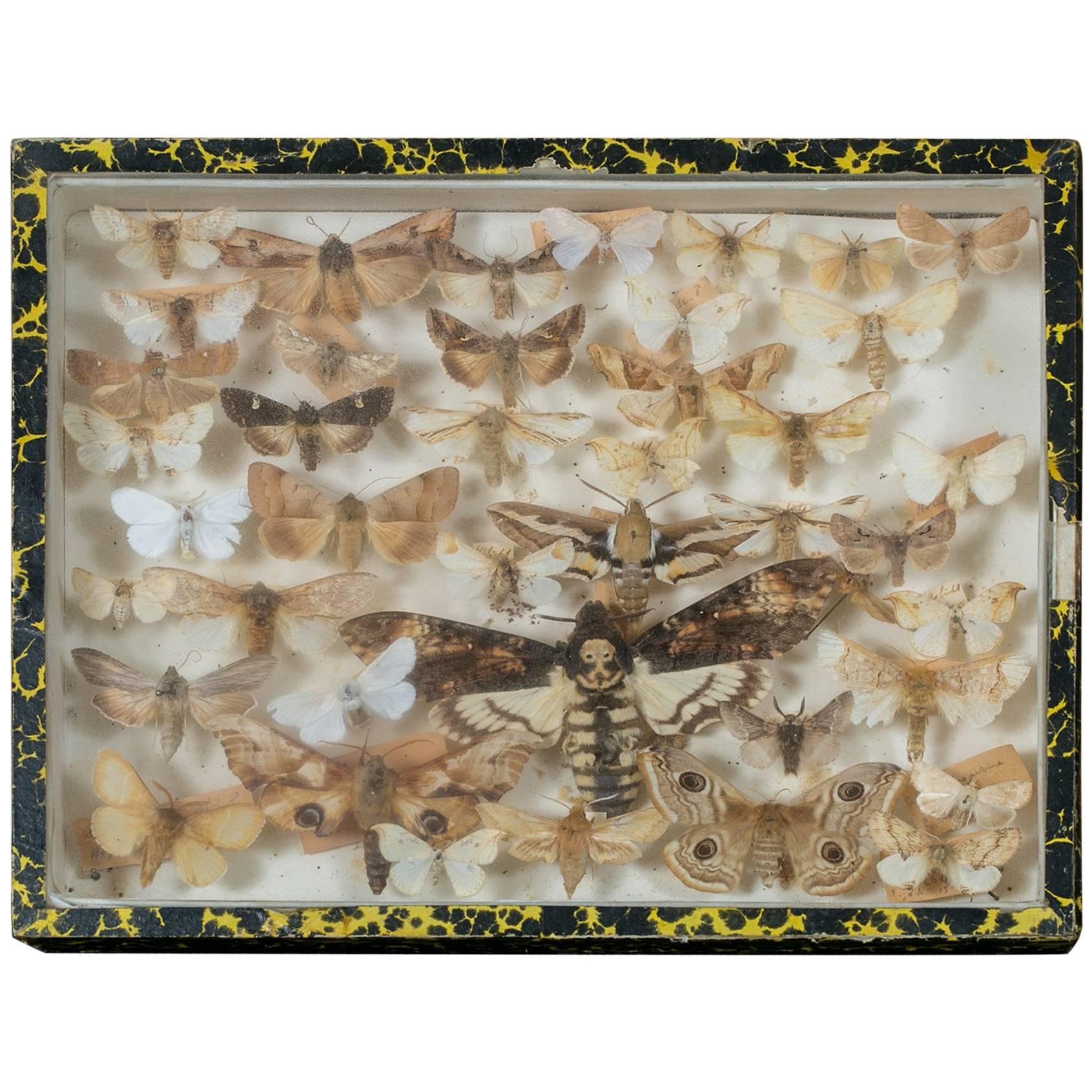 French Collection of Mounted Moths in Specimen Box, circa 1940