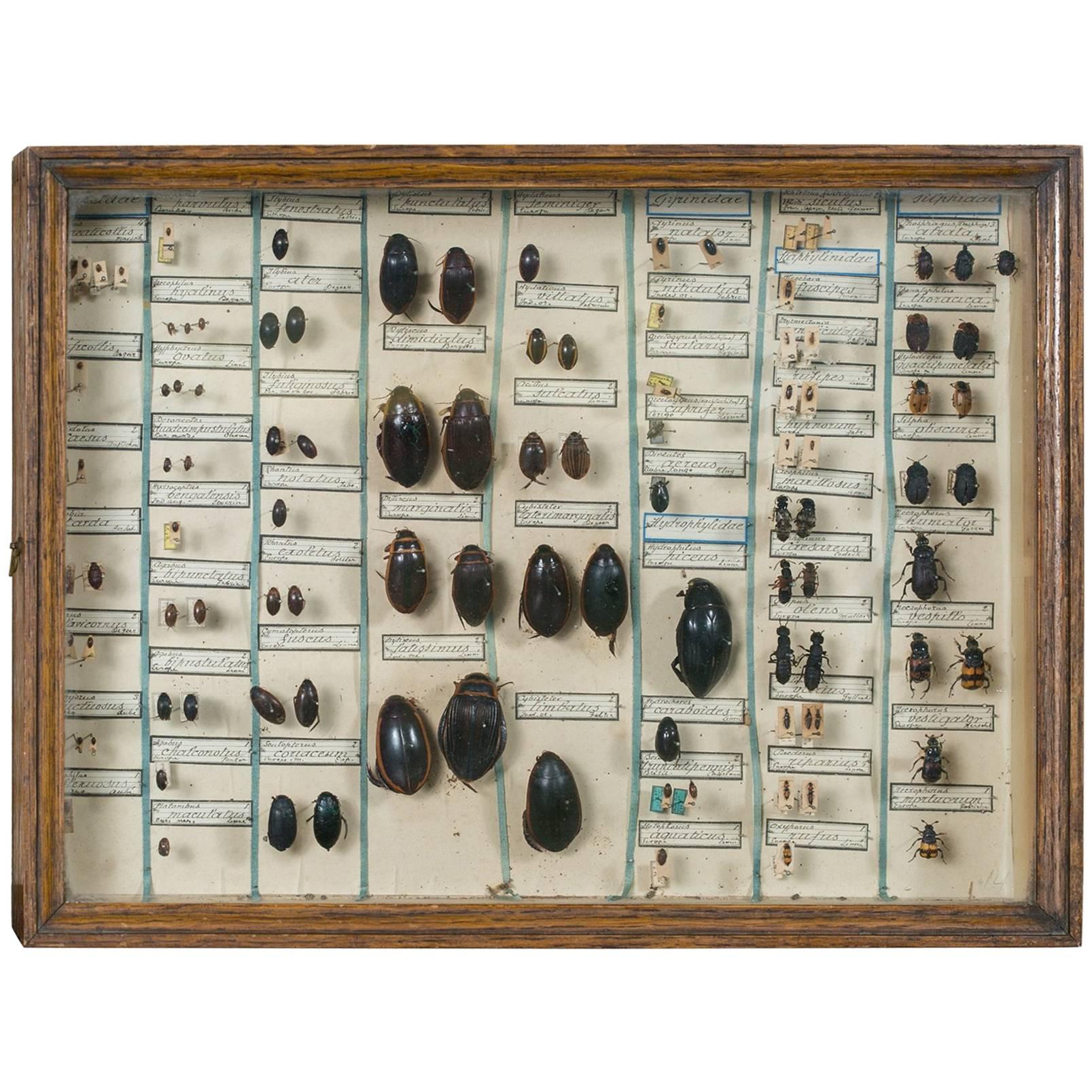 Vintage Insect Collection in Specimen Box from France
