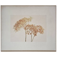Contemporary Photograph of Dried Hydrangeas 9
