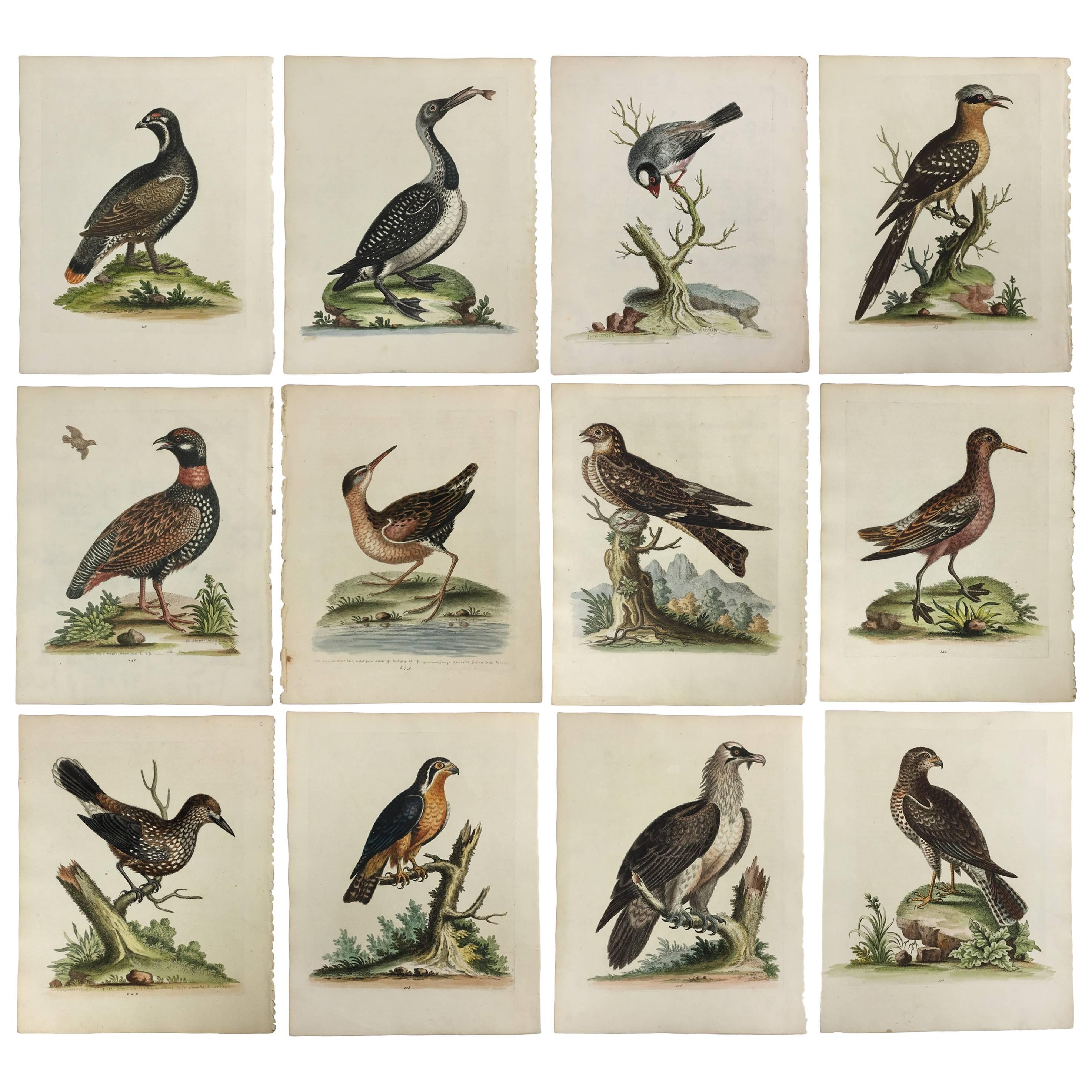 Set of 12 Bird Prints by George Edwards, circa 1750