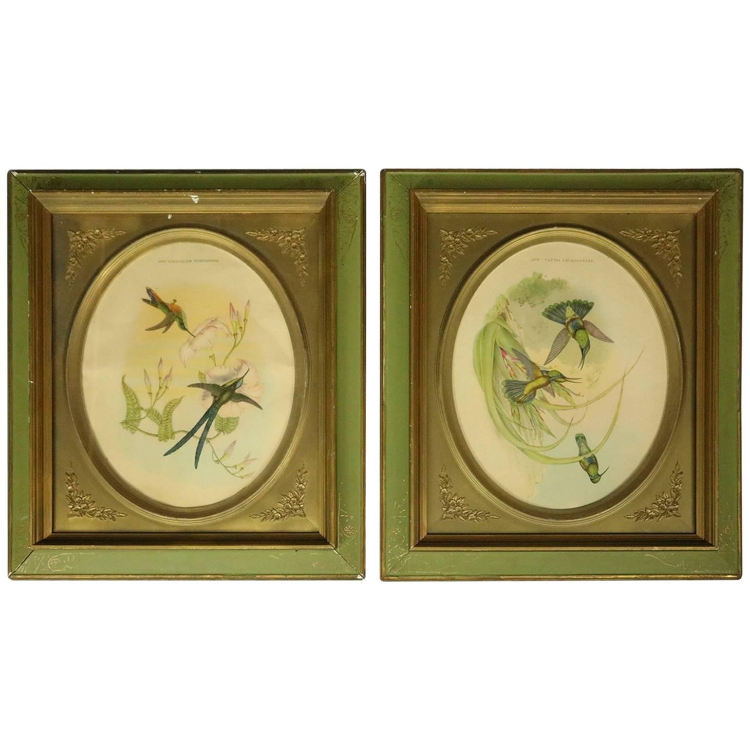 Pair of 19th Century Framed English J. Gould, Bird Study Prints, Hummingbirds