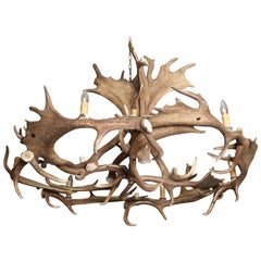 Spectacular Natural Elk Antler Chandelier