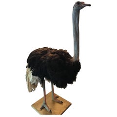 Ostrich Taxidermy, Standing Male with Black & White Feathers & Gilded Wood Base