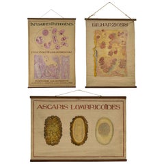Ensemble de trois tableaux d'enseignement peints à la main représentant des parasites et des maladies aquatiques