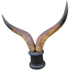 Victorian Steer Horns on Pedestal