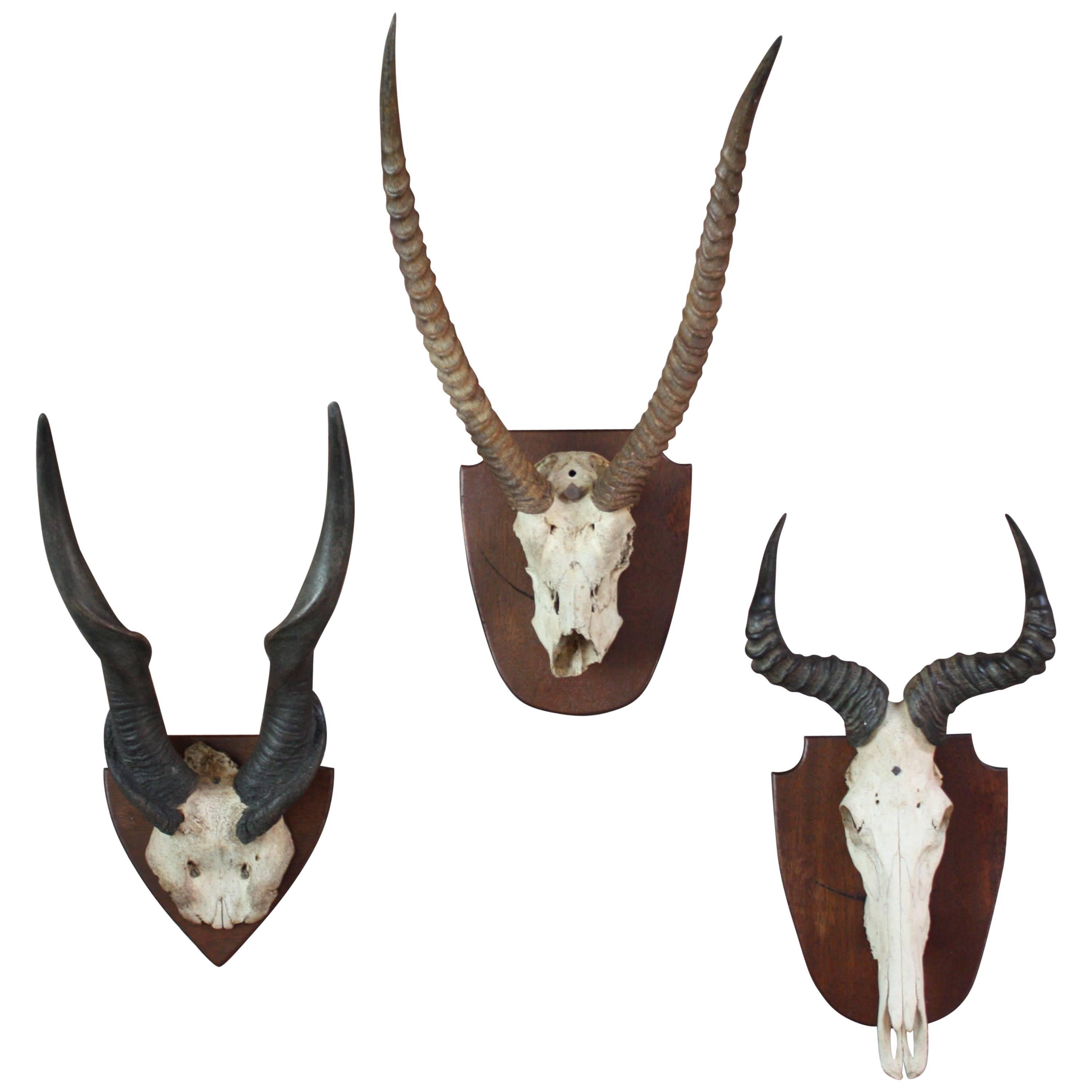 Collection of Animal Horn and Skull Taxidermy Mounts