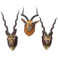 Trio of Used Scottish Mounted Taxidermy Hunting Trophies, circa 1876
