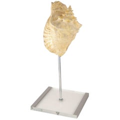 Large Conch Shell Mounted on a Plexiglass Stand