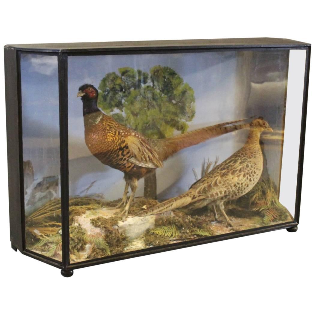 Decorative Glass Case from the 1930s with a Pair of Taxidermy Pheasants. 
