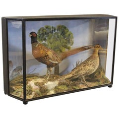 Antique Decorative Glass Case from the 1930s with a Pair of Taxidermy Pheasants. 