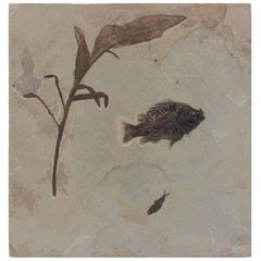 Fish and Banana Leaf Fossil Plate from the Green River Formation 10