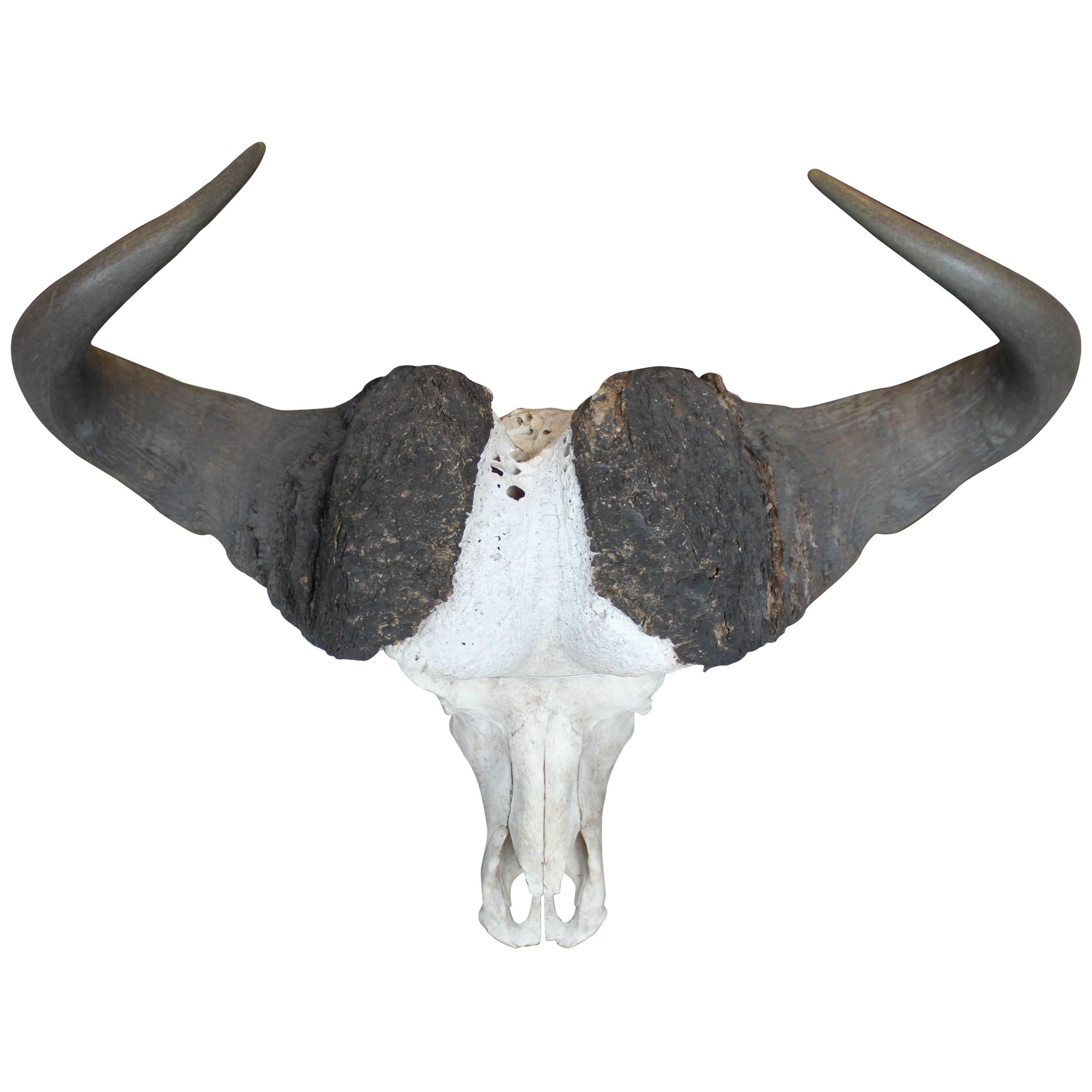 Cape Buffalo Skull For Sale