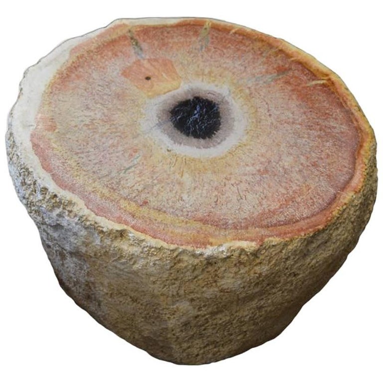 Andrianna Shamaris Palm Petrified Wood Side Table For Sale at 1stdibs