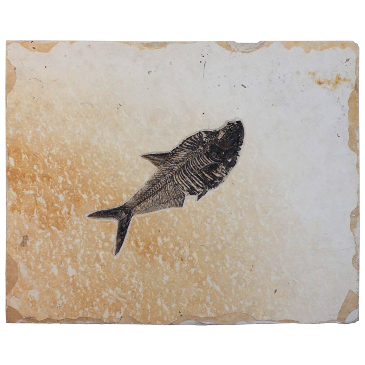 Diplomystus Fish Fossil from the Green River Formation For Sale