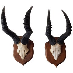 Antique Two Hartebeest Skulls on Oak Shield First Half of the 20th Century