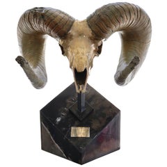 Vintage  Bronze Sculpture of a Rams Head Skull