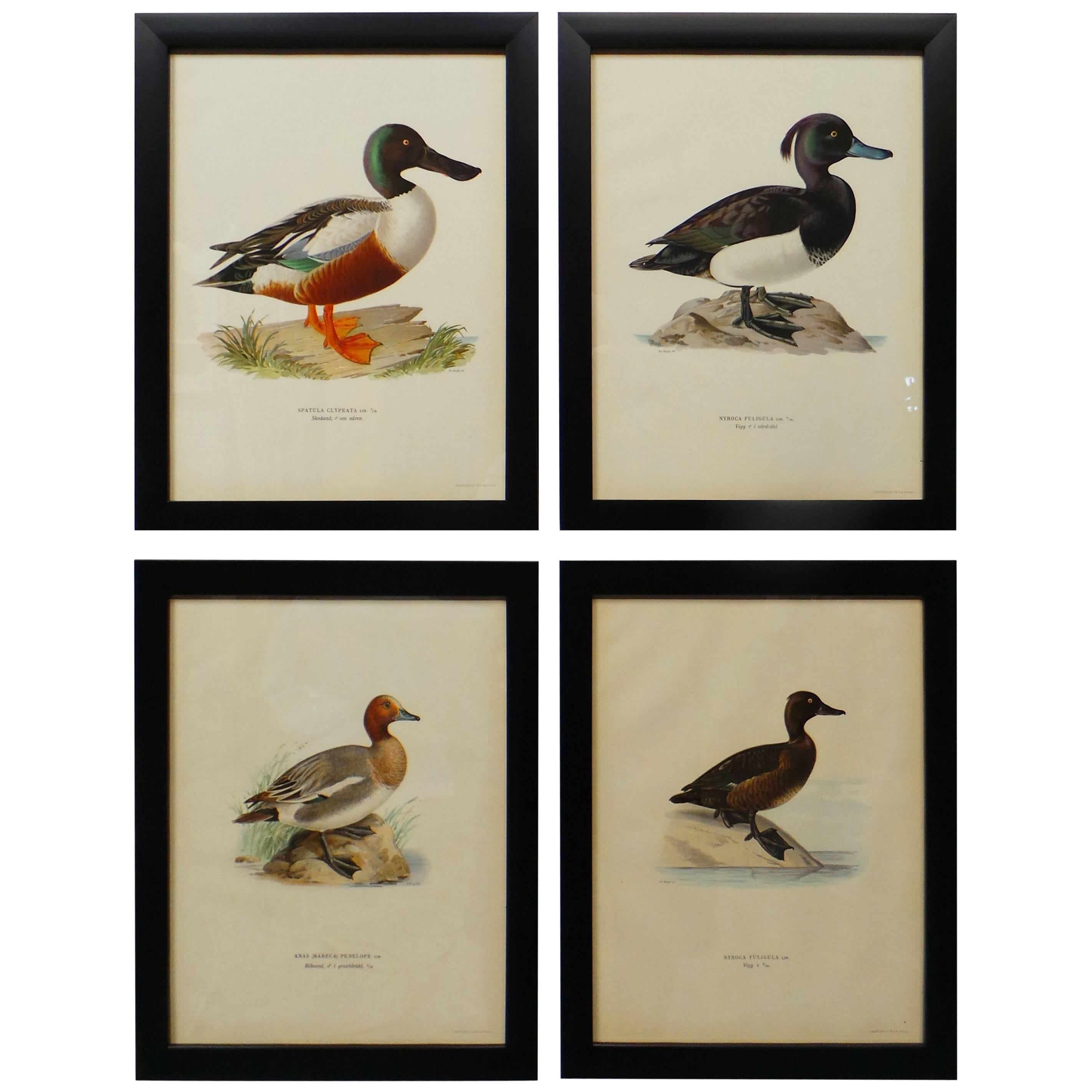 Grabados suecos de aves acuáticas, hacia 1929 en venta