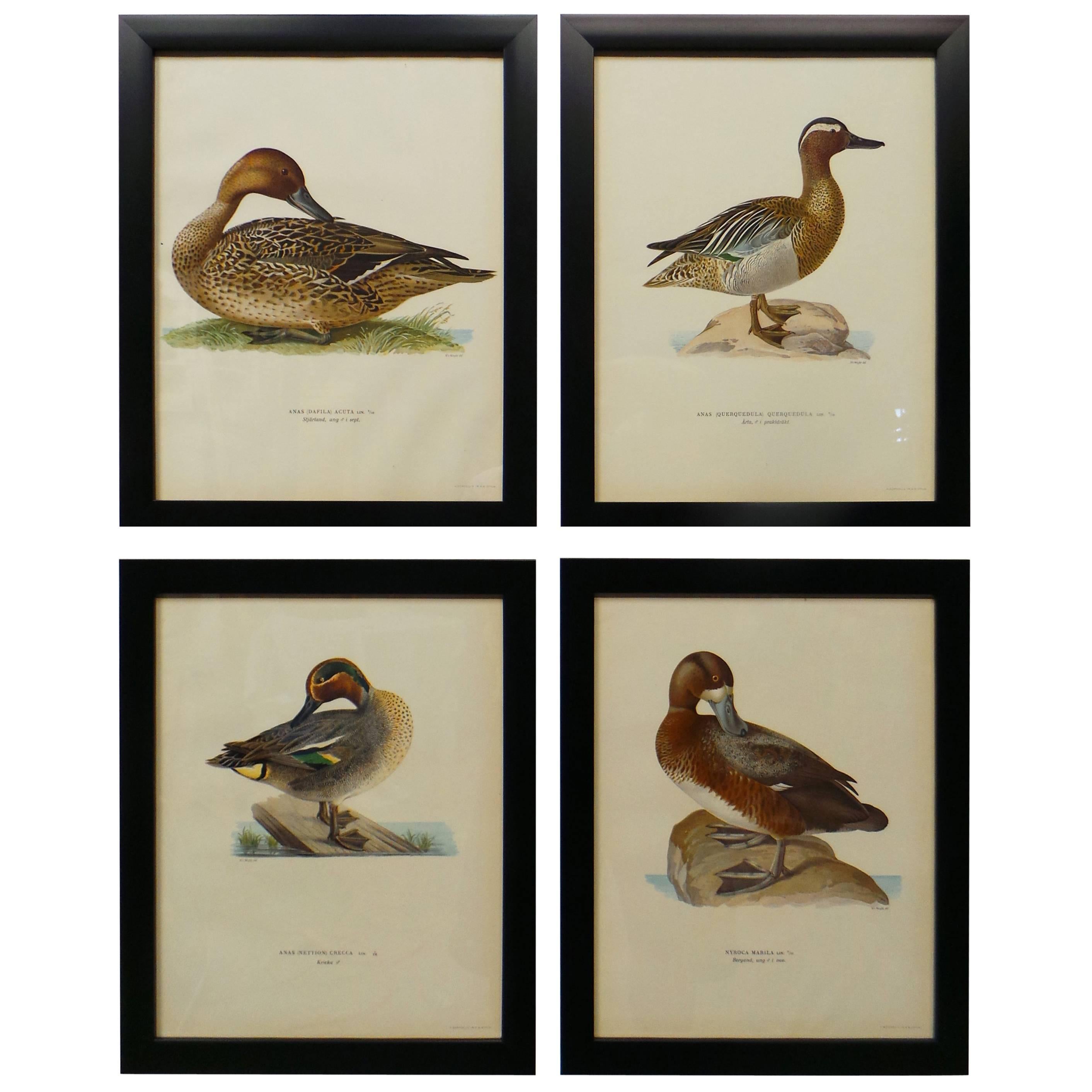 Grabados suecos de aves acuáticas, hacia 1929