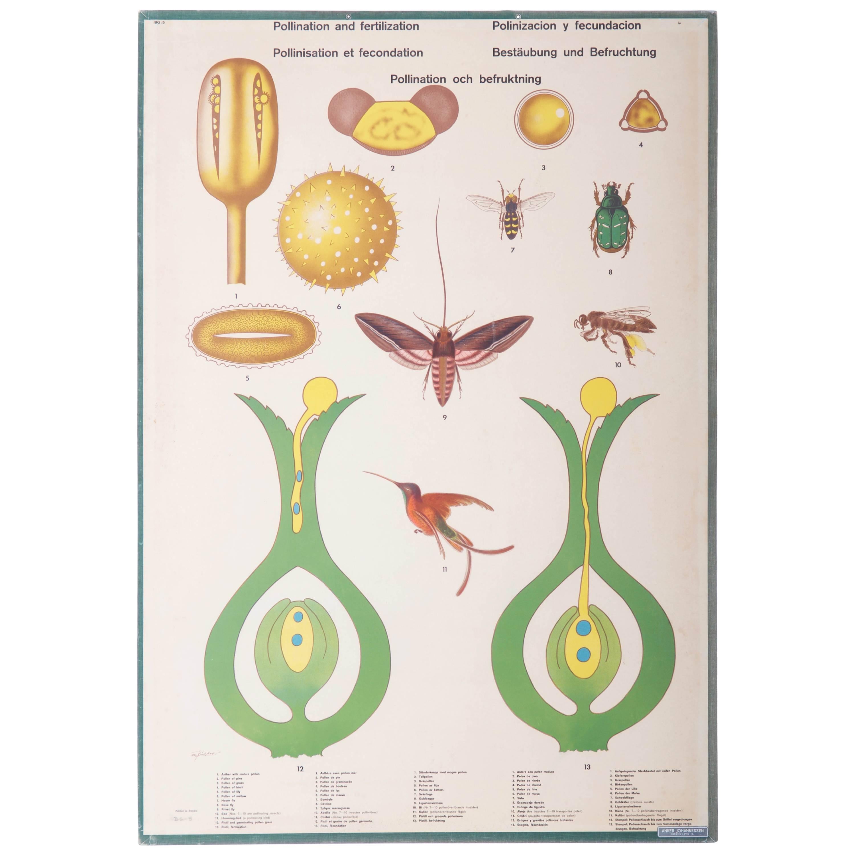 Antike schwedische Schule, Lehrkarte, Poster „Polination und Fertilisierung“