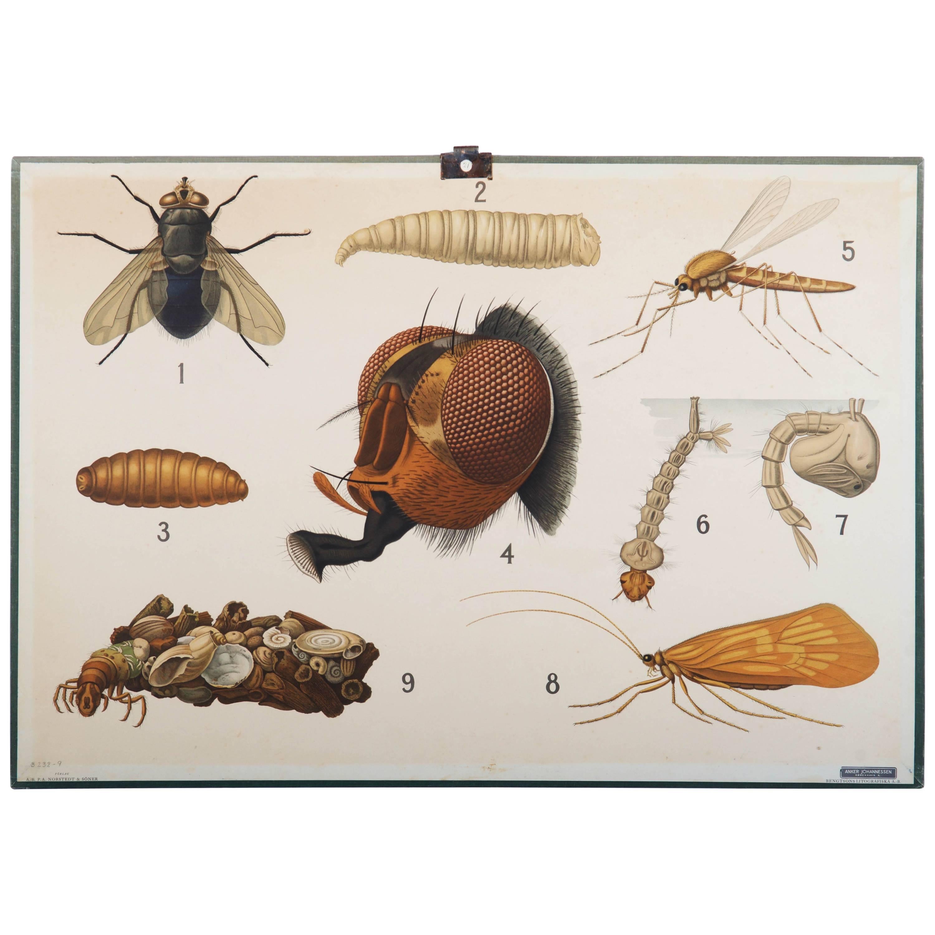 Antike schwedische Schule, Lehrkarte, Poster „Insekten“