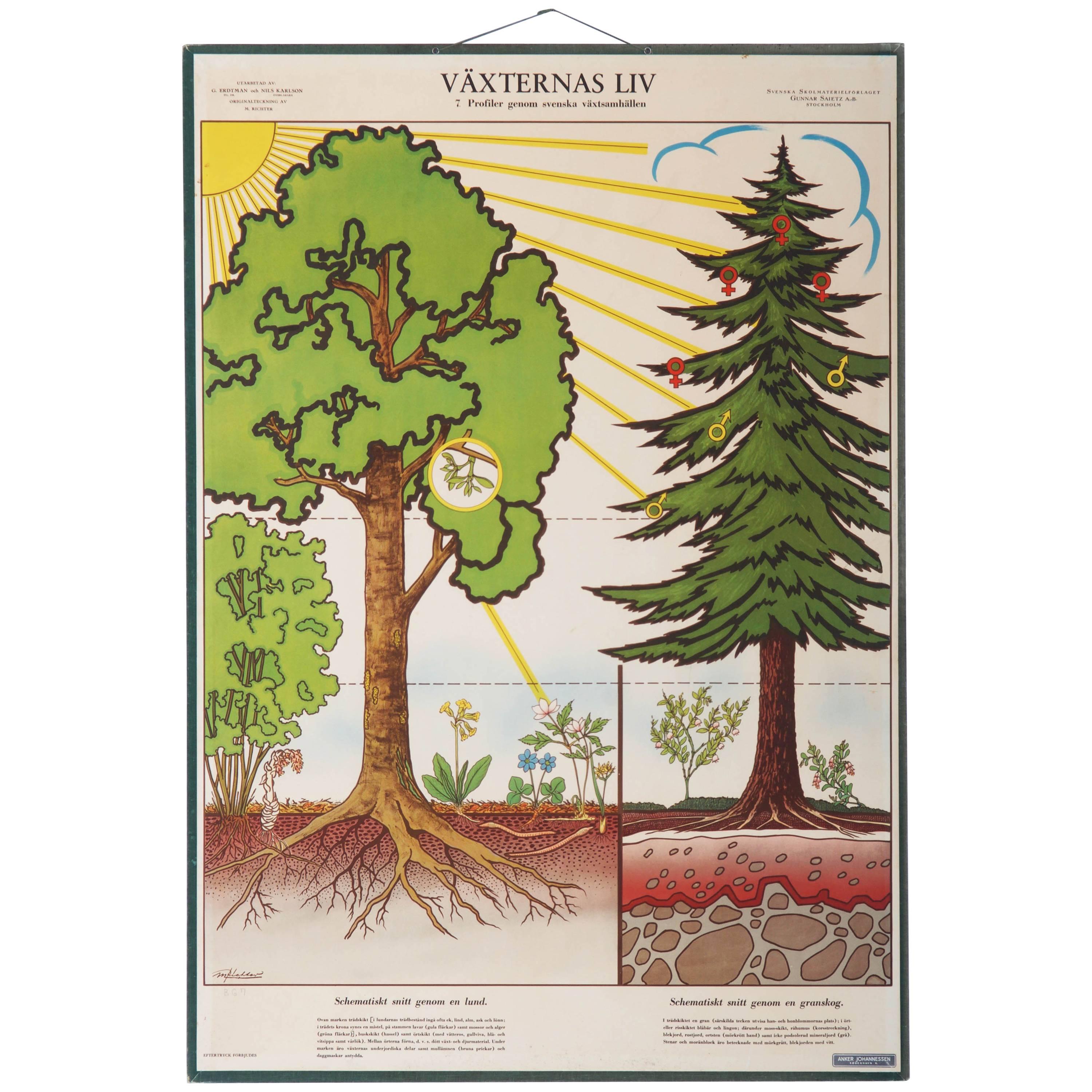 Antique Swedish School, Teaching Chart, Poster "the Life of the Plants"