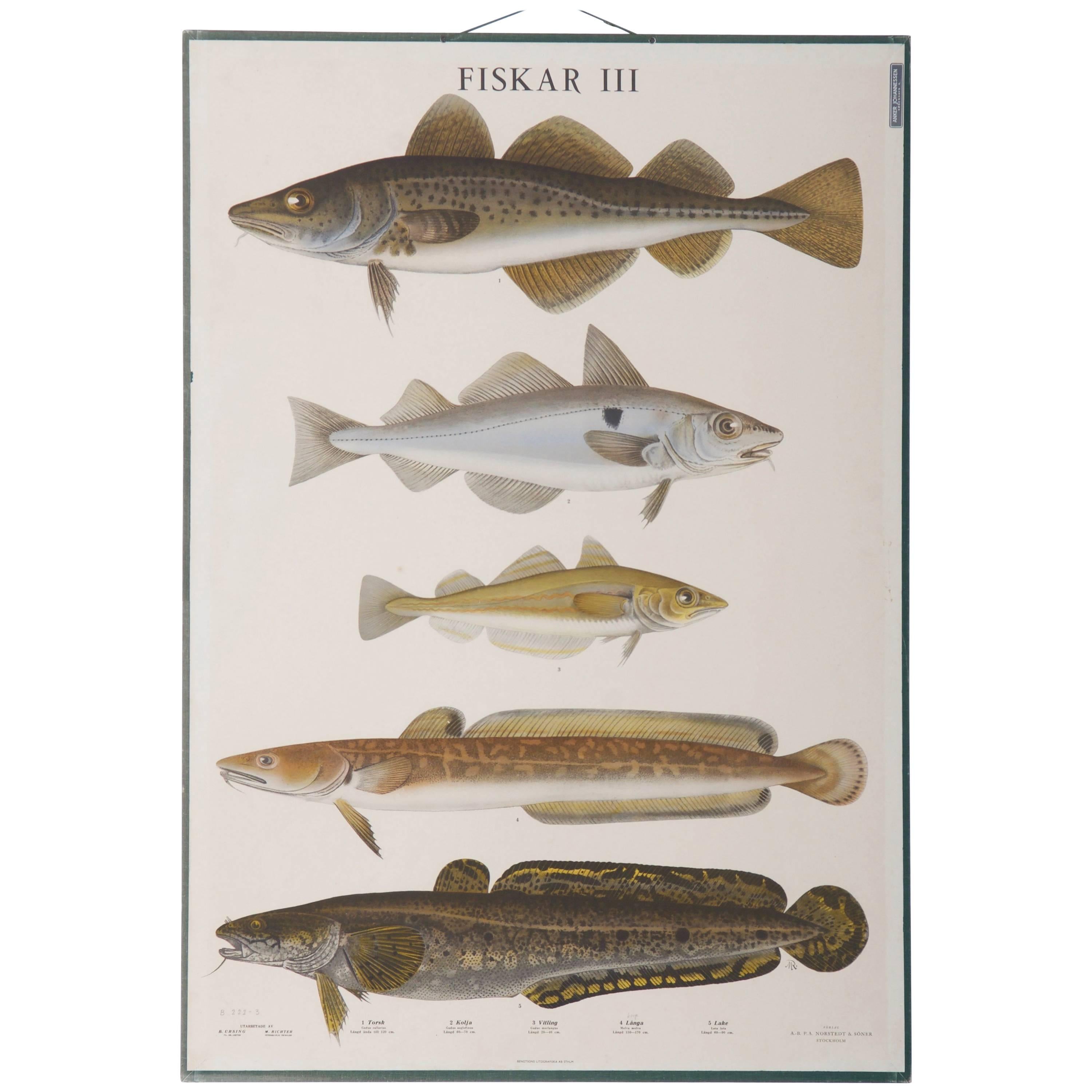 Antique Swedish School, Teaching Chart, Poster "Fishes III"