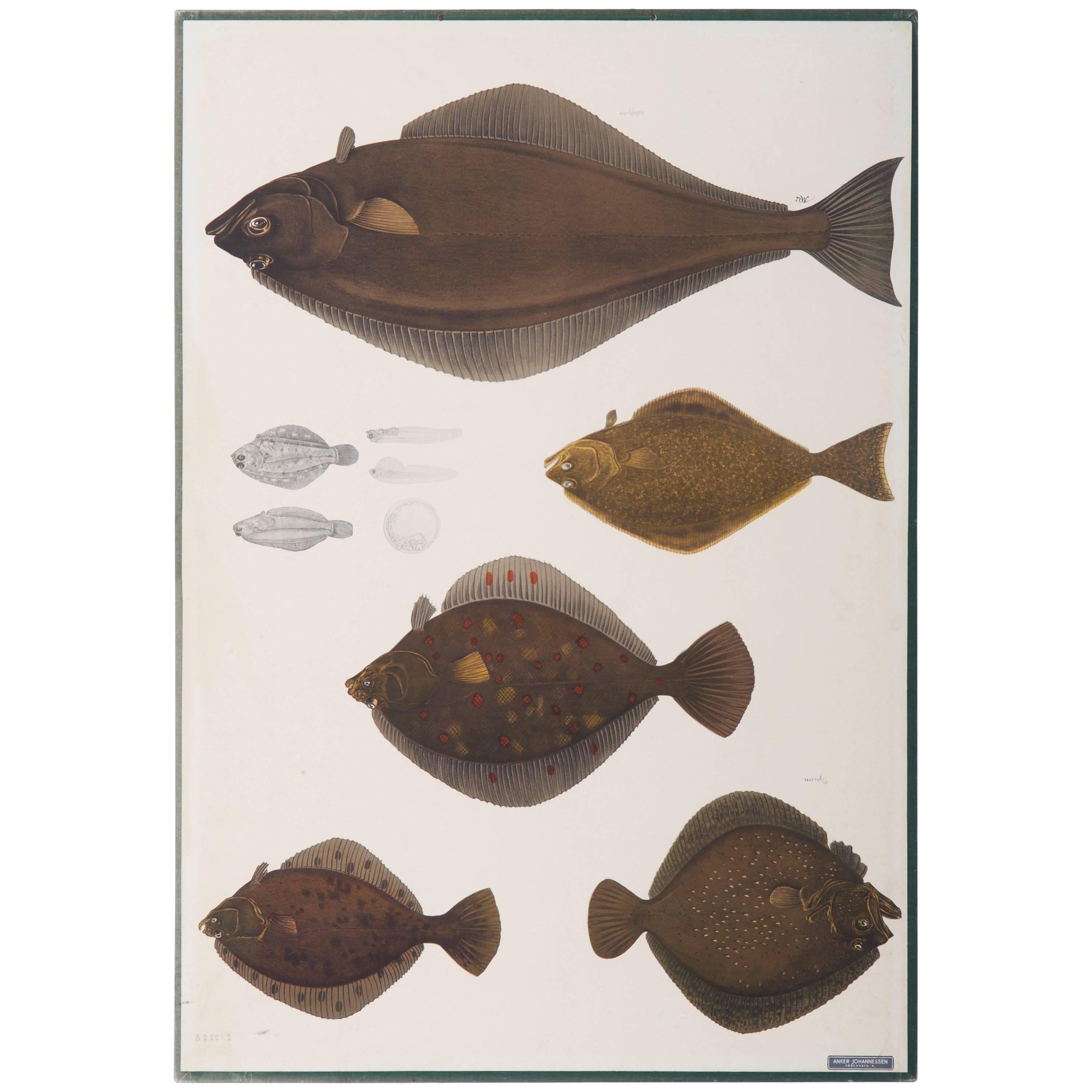 Antique Swedish School, Teaching Chart, Poster "Fishes"
