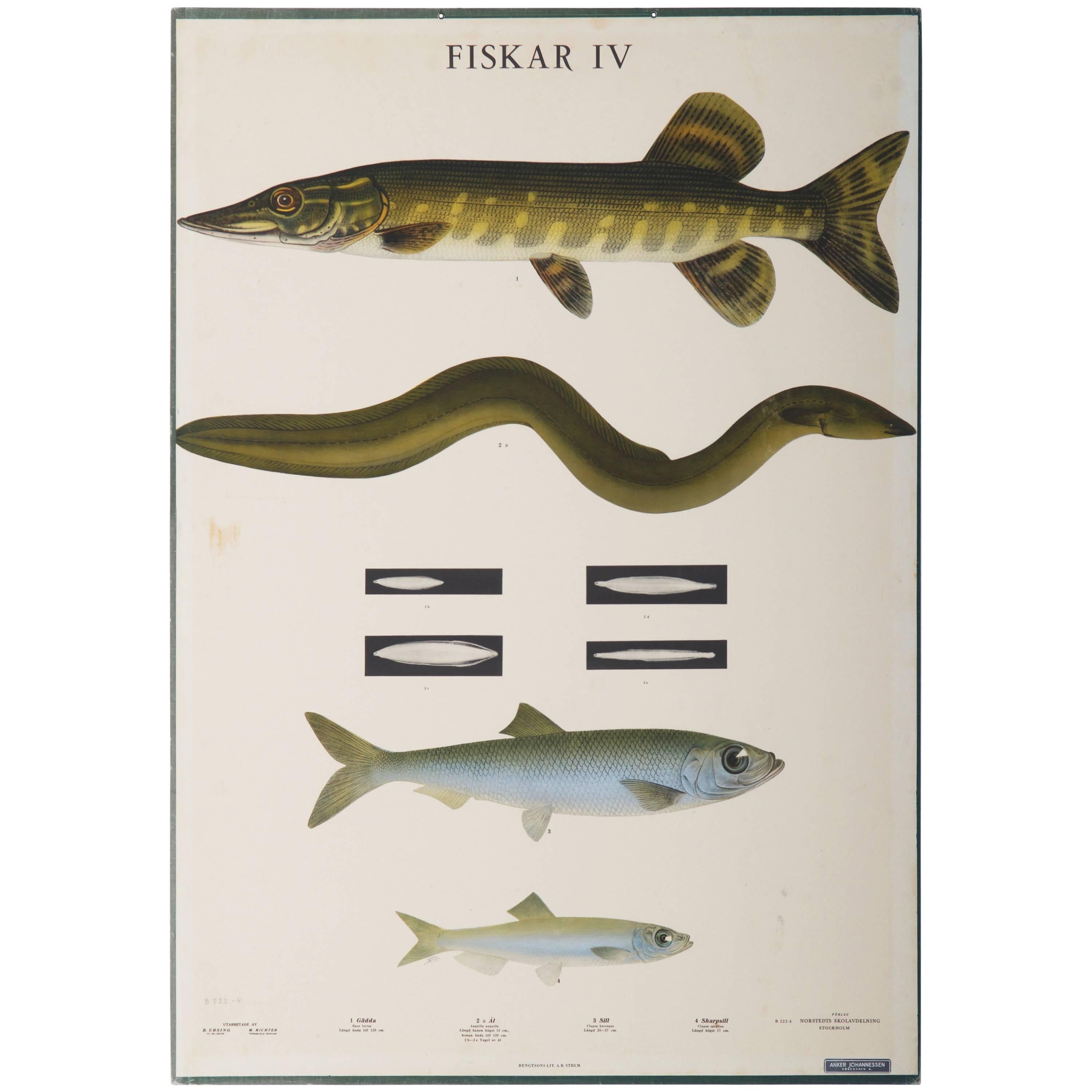 Antike schwedische Schule, Lehrtafel, Poster „Fishes IV“