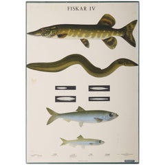 Antique Swedish School, Teaching Chart, Poster "Fishes IV"