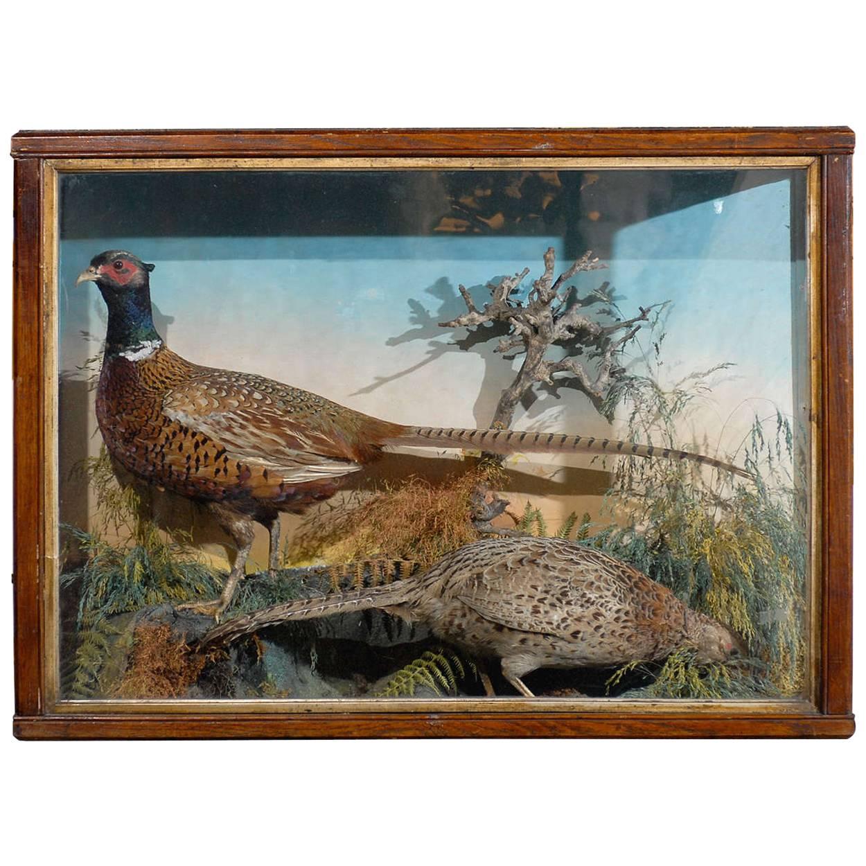 Stuffed British Pheasants in Glass and Wooden Display Case from the 19th Century