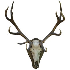 Mounted Red Deer Antlers