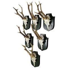 Six Deer Trophies on Plaques from Palace Salem, Germany