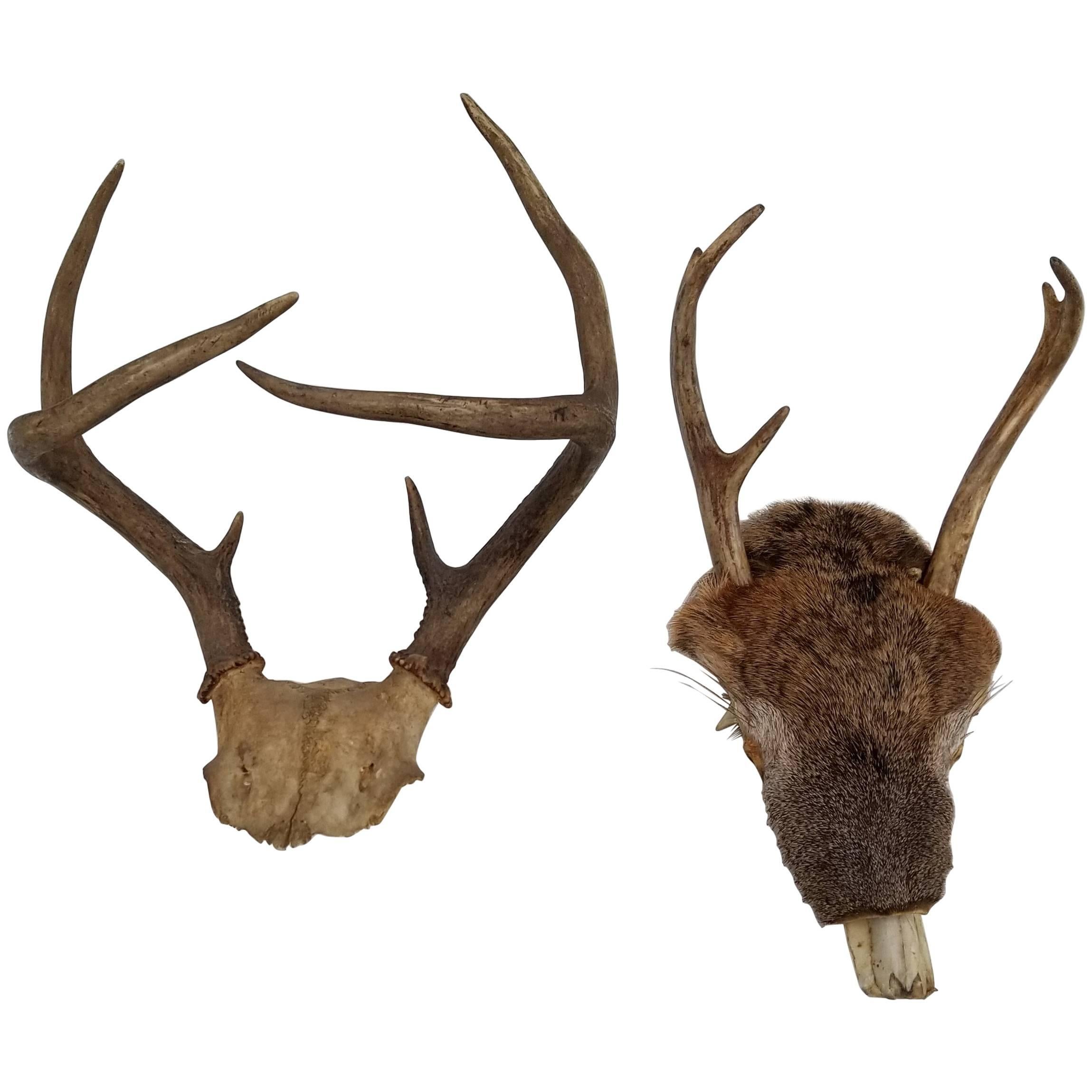 Pair of Deer Taxidermy Antlers For Sale