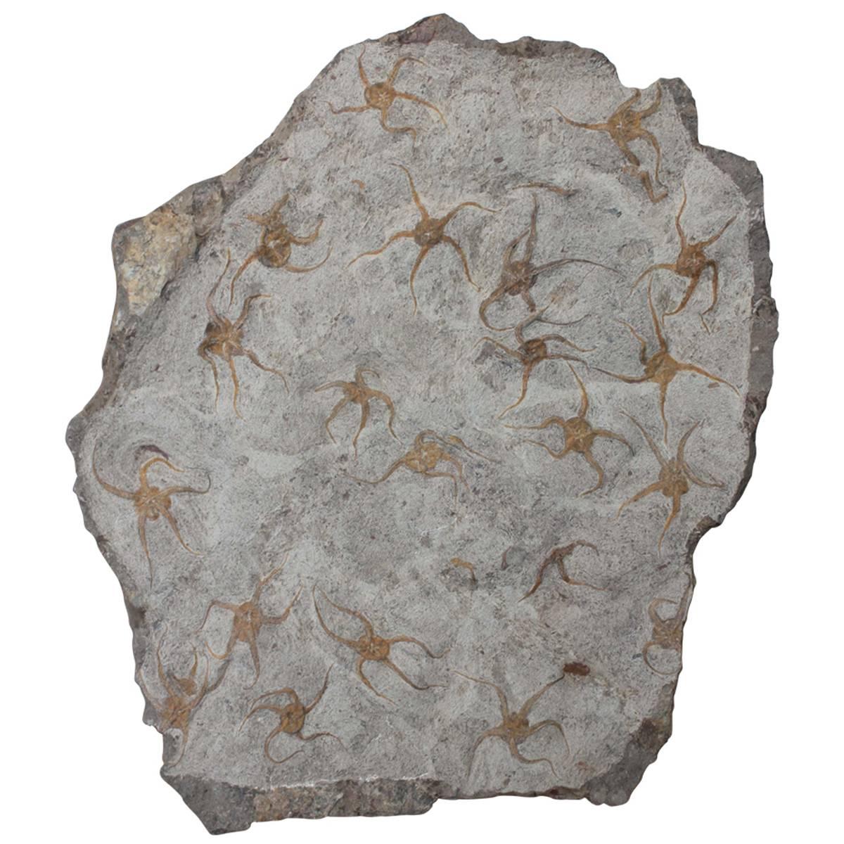 Ordovician Brittle Star Fossil from Morocco For Sale