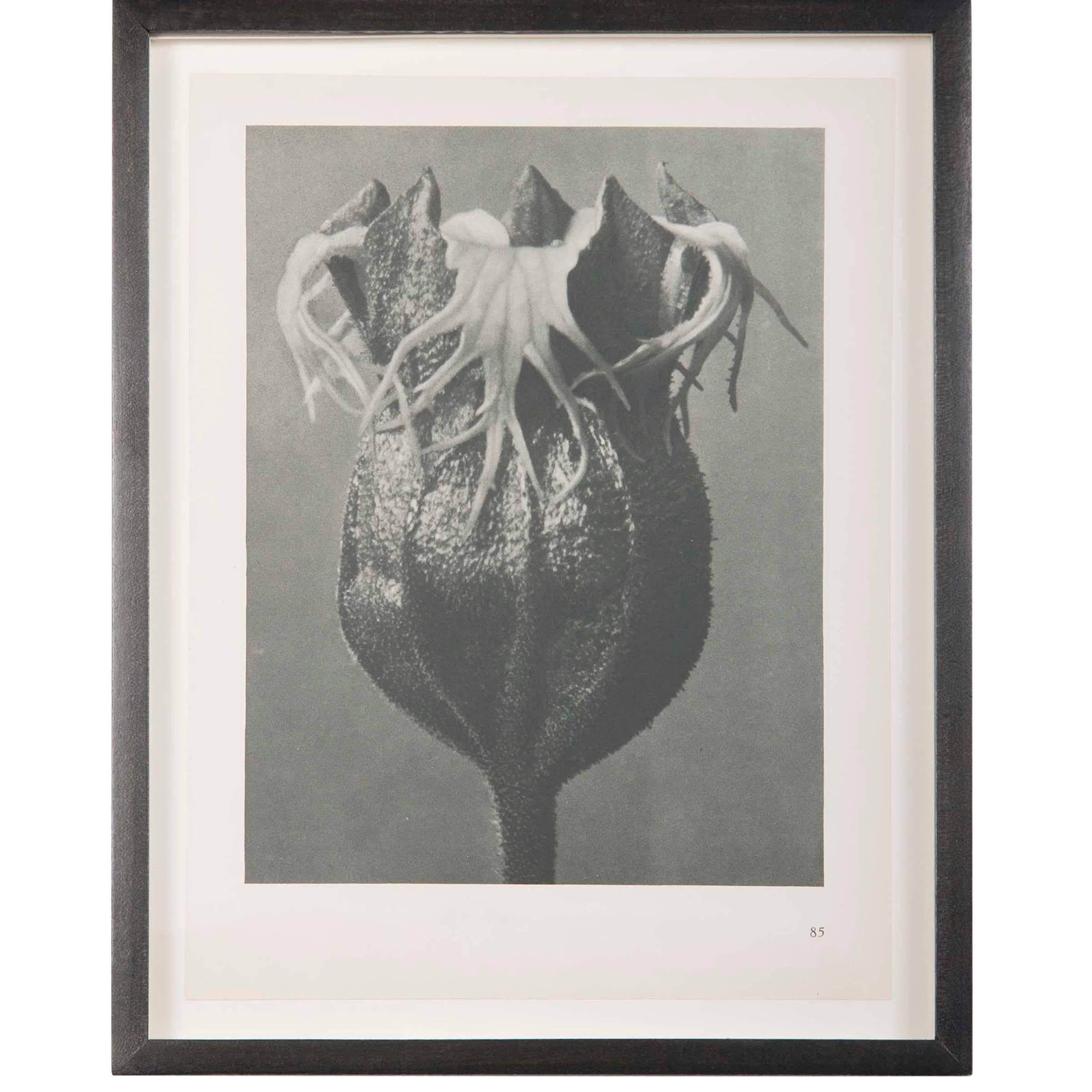 Botanical Photogravures by Karl Blossfeldt, Set of Six