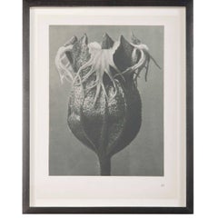 Botanical Photogravures by Karl Blossfeldt, Set of Six