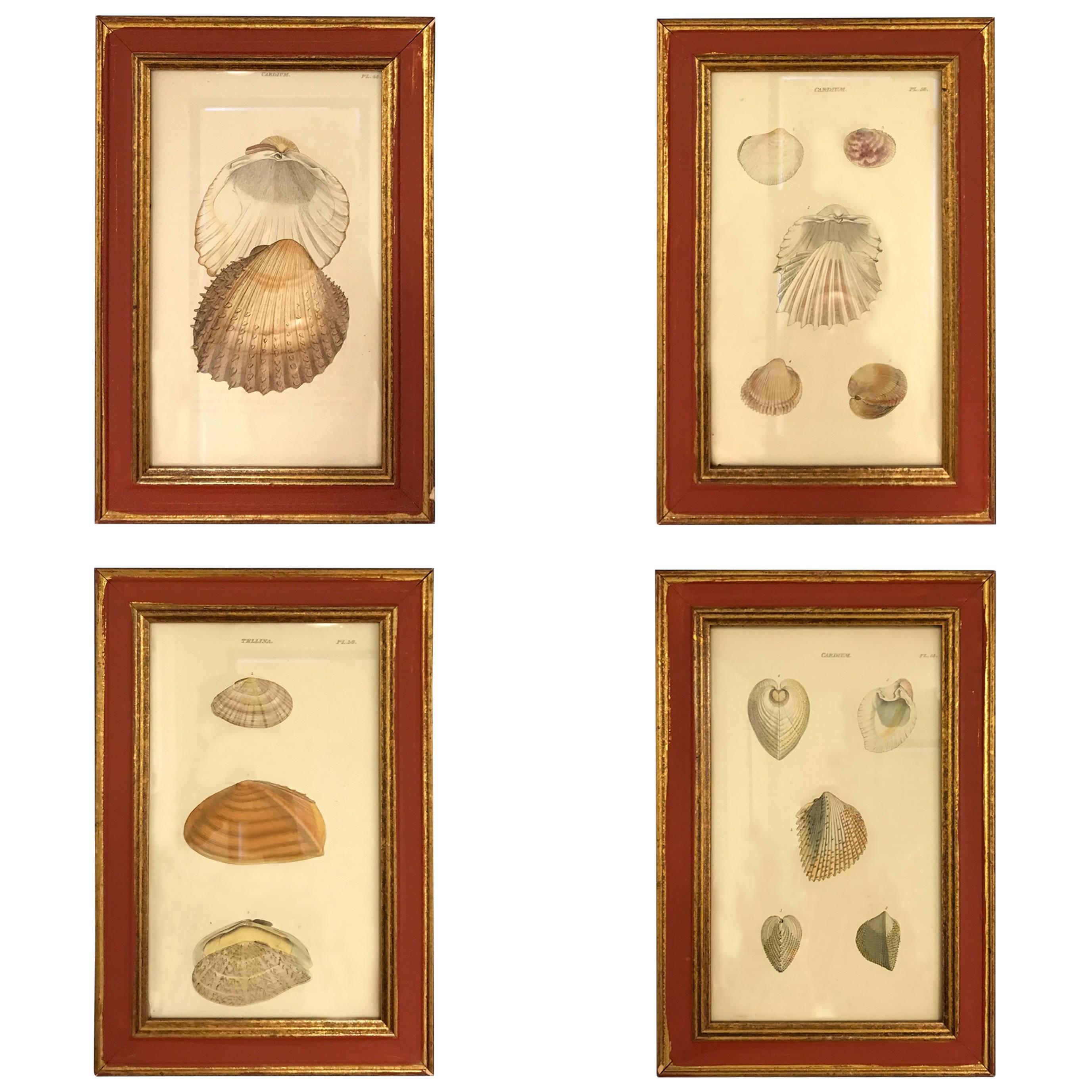 19th Century, Set of Four Shell Engravings  For Sale