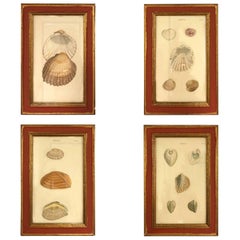 19th Century, Set of Four Shell Engravings 