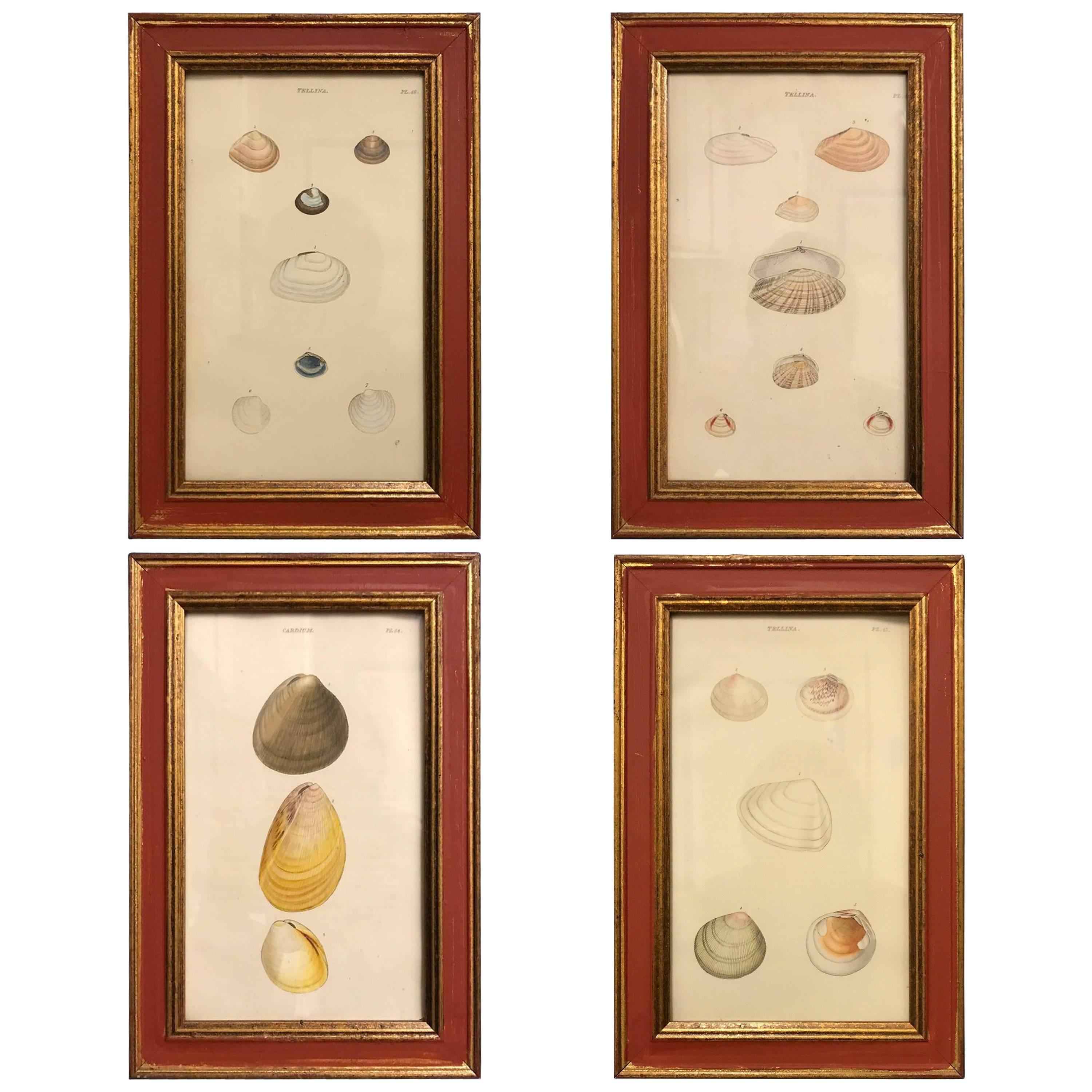 19th Century, Set of Four Shell Engravings For Sale
