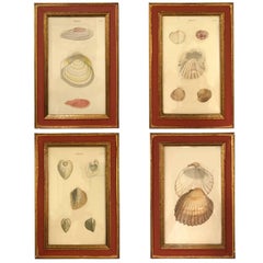 19th Century, Set of Four Shell Engravings