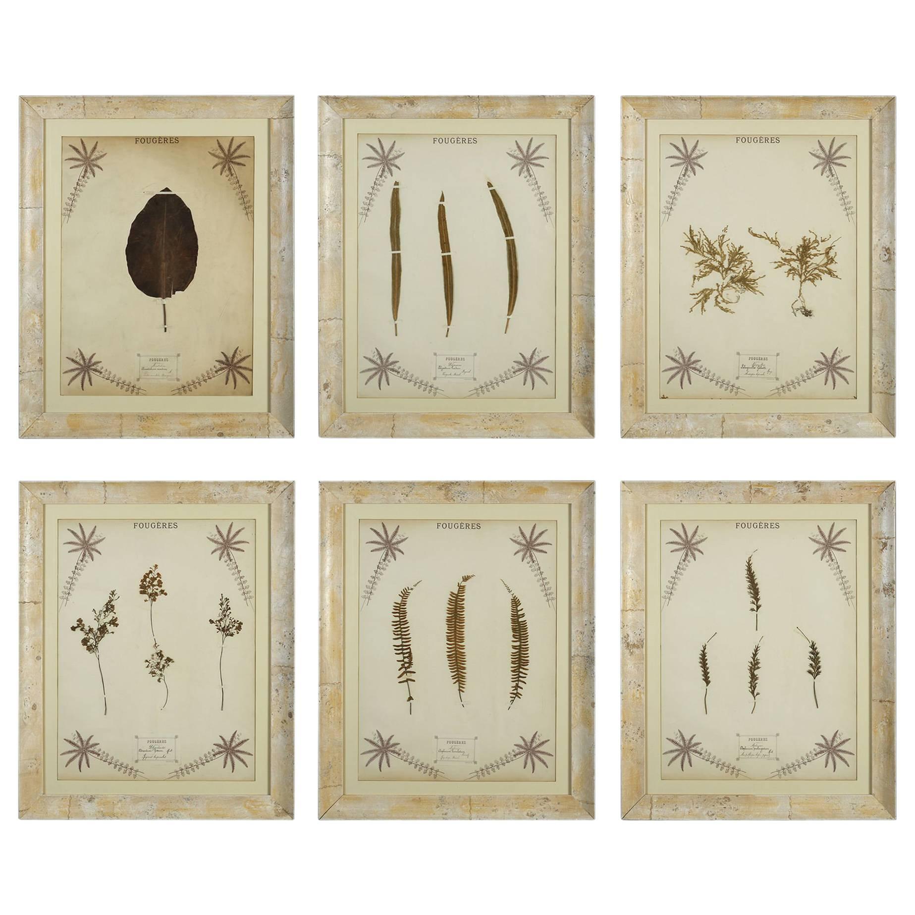 Set of Six 19th Century Fern Press Pictures