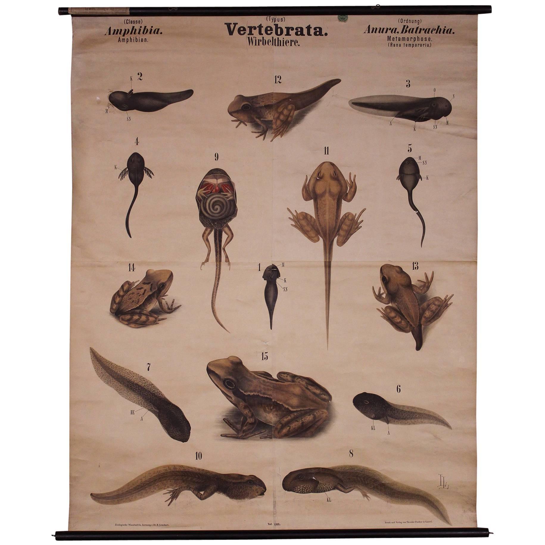 Antique German Scientific Chart Print, Frog, Amphibia Vertebrata Zoological