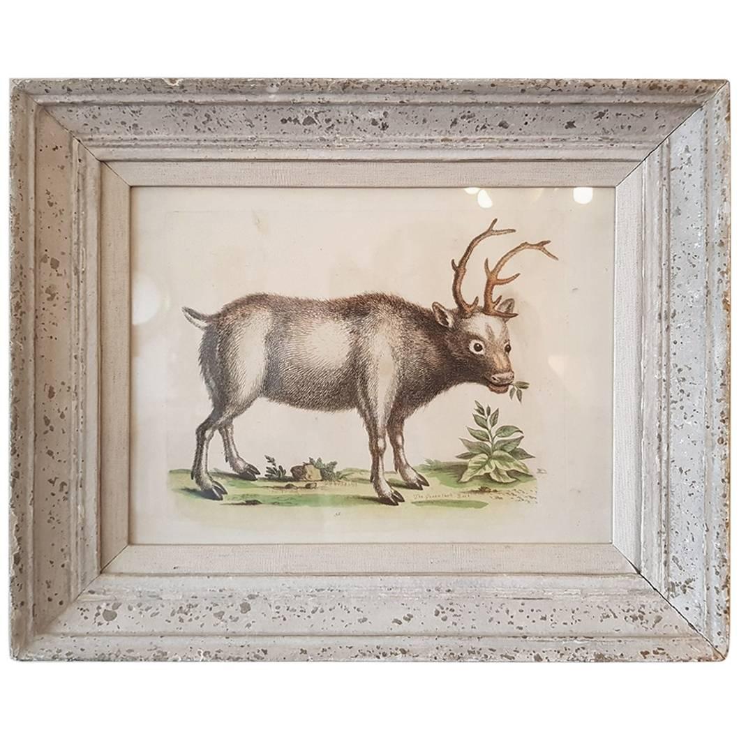 Greenland Buck by George Edwards, Hand-Colored Antique Bird Print, circa 1743 For Sale