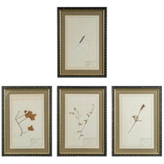 Antique Framed Pressed Botanical Collection, Set of Four 11