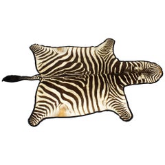 Vintage Taxidermy Zebra Skin Rug with Felt Backing, circa 1970