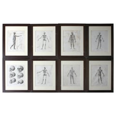 Group of Eight Framed Early 19th Century Anatomical Plate, circa 1802-1808