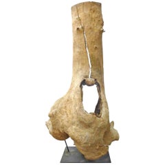 Monumental Mounted Tree Trunk Sculpture