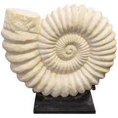 Andrianna Shamaris Sandstone Ammonite