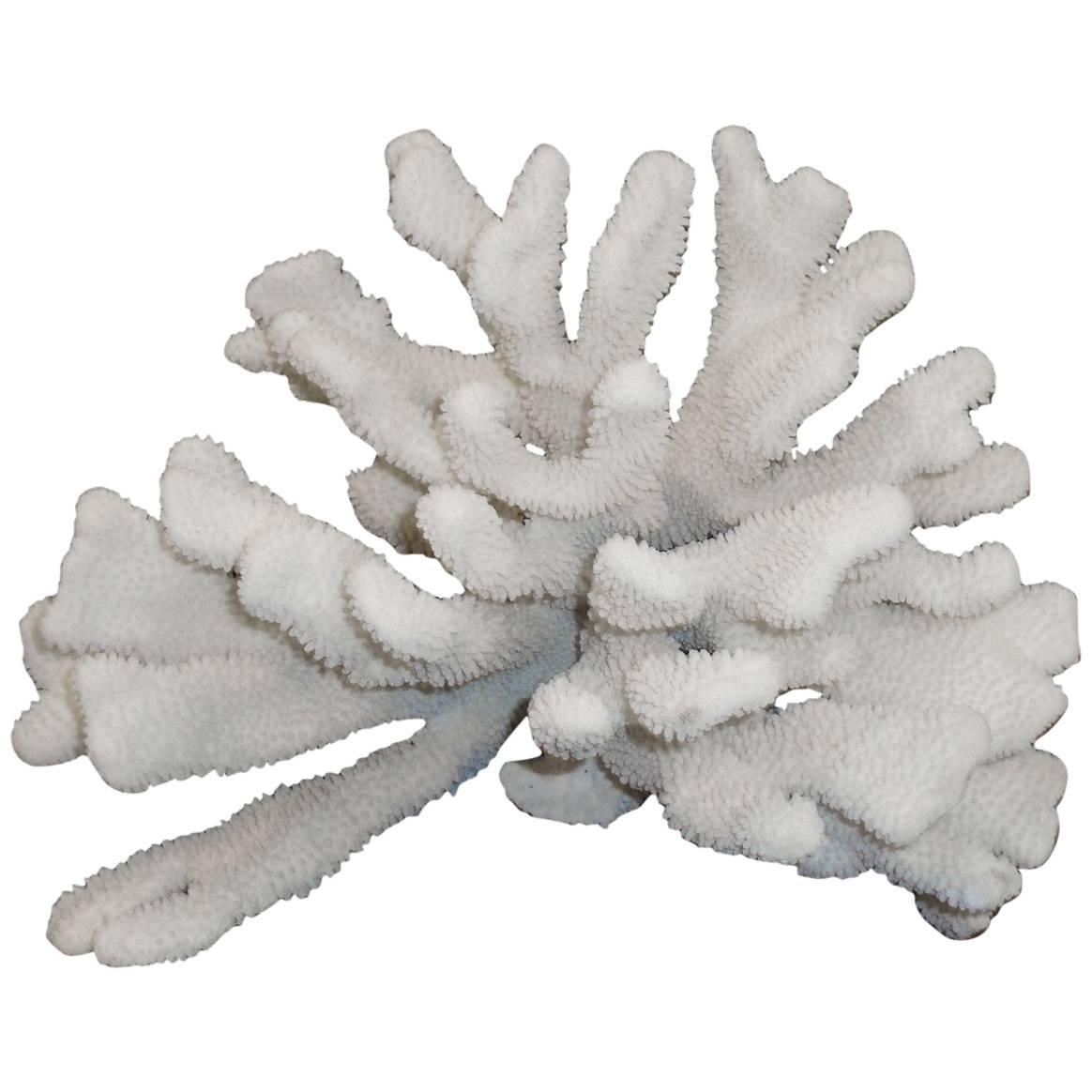 Pacific Elkhorn Extra Large Coral